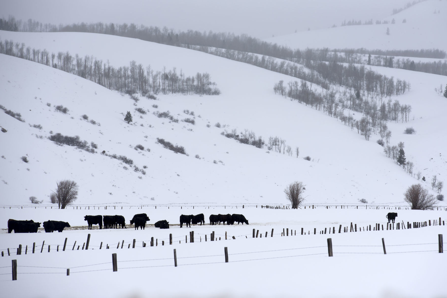 Snow
